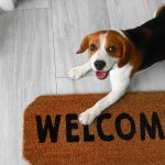 Choosing A Family Dog: The Beagle